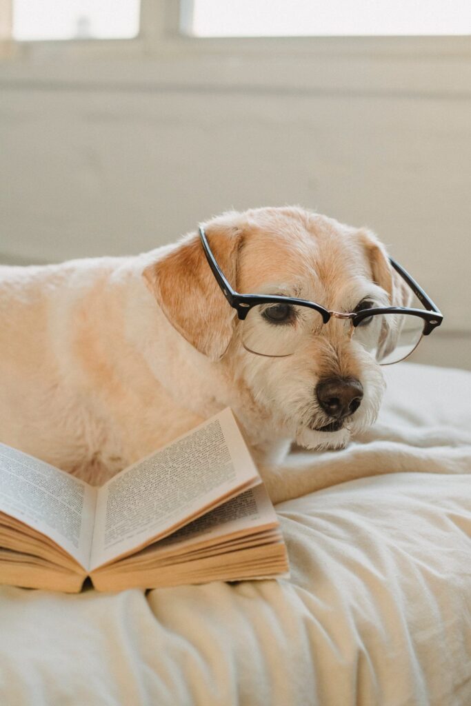 Imagen de un perro leyendo con gafas